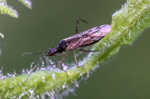 Réf. 306 763 : Dicyphus sp.